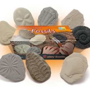 Undersök Fossilier av sten 8/fp