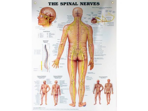 Plansch SPINALNERVER 50x65cm